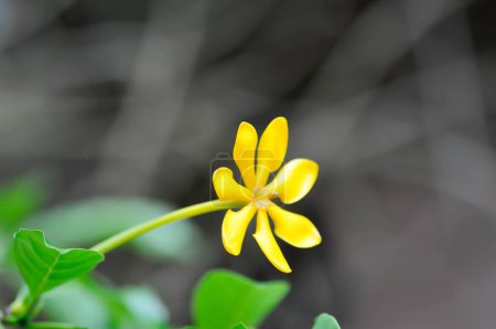 Téléchargez les photos : Gardenia carinata, Rubiaceae ou fleur jaune - en image libre de droit