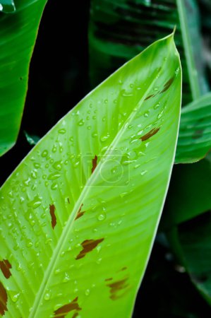 Photo for Banana plant, blood banana or Musa acuminata or Musa balbisiana and rain droplet on the leaf - Royalty Free Image
