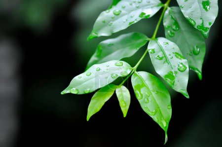 Foto de Andaman Satinwood, China Box Tree or Chinese Box wood or Orange Jessamine or rutaceae or Murraya paniculata and rain droplet on the leaf - Imagen libre de derechos
