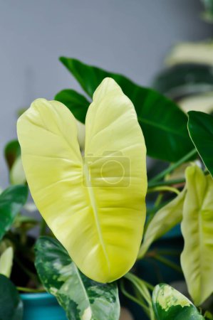 Téléchargez les photos : Philodendron Burle Marx Varié, Philodendron ou ARACEAE ou feuille blanche - en image libre de droit