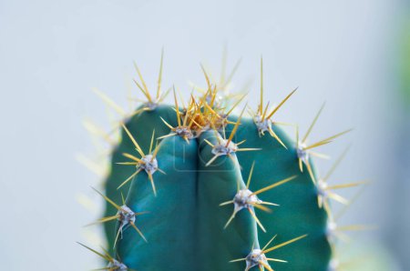Foto de Cereus sp., Castillo de hadas o Cereus peruvianus o cactus o planta suculenta - Imagen libre de derechos