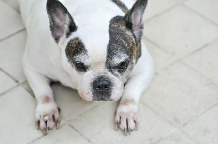 Photo for Dog or French bulldog or old dog on the floor - Royalty Free Image