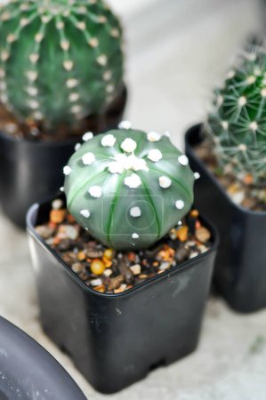 Photo for Cactus in the flower pot or Astrophytum or astrophytum myriostigma or succulent plant - Royalty Free Image