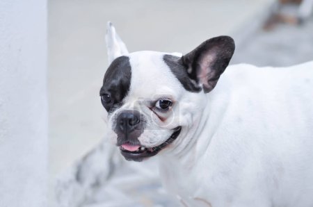 Photo for Dog or french bulldog, unaware French bulldog or looking dog or young French bulldog - Royalty Free Image