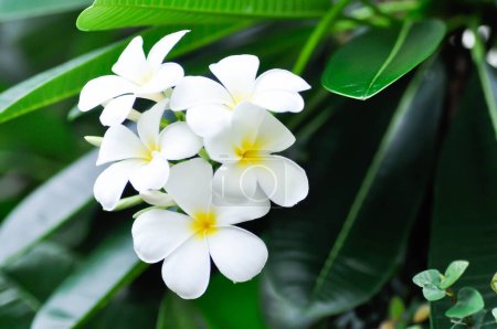 Téléchargez les photos : Pagode ou frangipani ou temple aux fleurs blanches - en image libre de droit