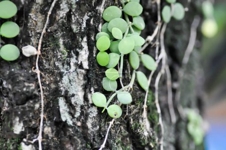 Foto de Dischidia nummularia Variegata, Dischidia nummularia Variegatege planta en el árbol - Imagen libre de derechos
