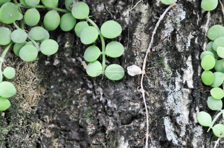 Foto de Dischidia nummularia Variegata, Dischidia nummularia Variegatege planta en el árbol - Imagen libre de derechos
