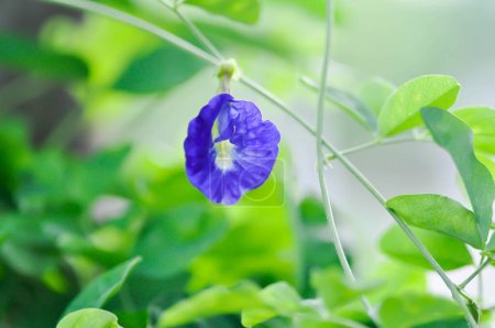 Photo for Butterfly pea , blue pea flower or Clitoria ternatea L or PAPILIONACEAE flower - Royalty Free Image