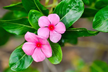 Foto de Ludwigia adscendens, paeriwinkle de las Indias Occidentales o flor rosa y saltamontes o insecto - Imagen libre de derechos