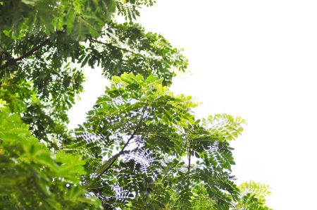 Téléchargez les photos : Rain tree or Samanea saman, LEGUMINOSAE MIMOSOIDEAE and sky background - en image libre de droit