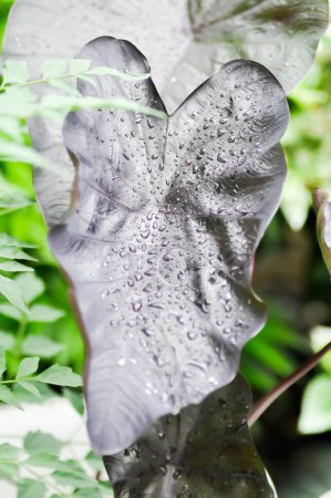Photo for Colocasia black ripple , Colocasia or black Colocasia plant and Colocasia esculenta or colocasia black coral and rain drop or dew drop - Royalty Free Image