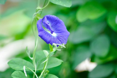 Photo for Butterfly pea , blue pea flower or blue flower - Royalty Free Image