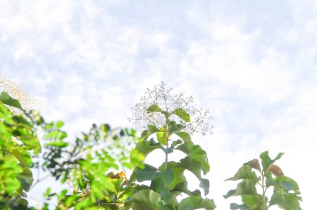 Foto de Tectona grandis, teca o LAMIACEAE o teca o teca semillas de teca y fondo de flores y cielos - Imagen libre de derechos