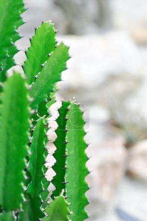 Téléchargez les photos : Plante de cactus ou Euphorbia ou Euphorbia mayurnathanii, Euphorbia lactea ou Euphorbia lacei Craib - en image libre de droit