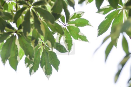 Téléchargez les photos : Bombax anceps Pierre, nBombacaceae, Bombax ceiba Linn ou BOMBACEAE ou soie ou Bombax ceiba L cultv variegata tree - en image libre de droit