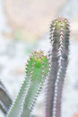 Photo for Euphorbia canariensis var spiralis - Royalty Free Image