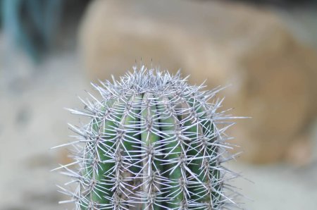 Photo for Pachycereus pringlei cactus,elephant cactus or Mammillaria scrippsiana cactus - Royalty Free Image