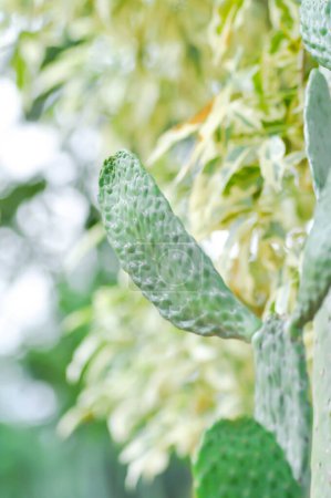 Téléchargez les photos : Opuntia Rubescens ou Cactus des routes, Opuntia cochenillifera ou Opuntia ou cactus ou succulents - en image libre de droit