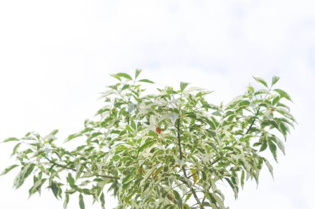 Foto de Bombax anceps Pierre, nBombacaceae,Bombax ceiba Linn or BOMBACACEAE or silk floss tree or Bombax ceiba L cultv variegata or bicolor plant - Imagen libre de derechos