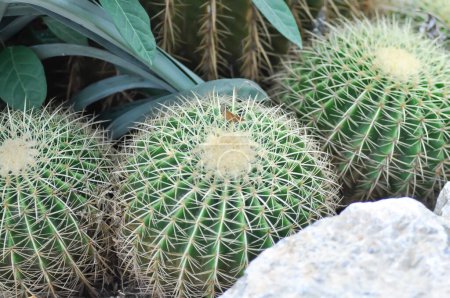 Photo for Echinocactus grusonii, Golden barrel cactus or succulent plant - Royalty Free Image