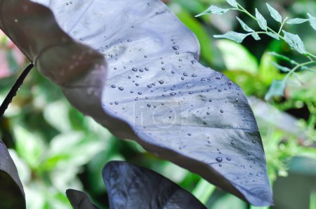 Photo for Colocasia black ripple , Colocasia or black Colocasia plant and Colocasia esculenta or colocasia black coral and rain drop on the leaf - Royalty Free Image
