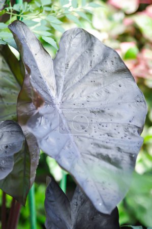 Photo for Colocasia black ripple , Colocasia or black Colocasia plant and Colocasia esculenta or colocasia black coral and rain drop on the leaf - Royalty Free Image