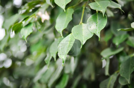Téléchargez les photos : Ficus Xoina L, Moraceae ou Figue dorée ou Pleurant Figue et gouttelette de pluie ou goutte de pluie - en image libre de droit
