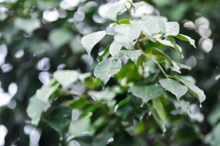 Téléchargez les photos : Ficus Xoina L, Moraceae ou Figue dorée ou Pleurant Figue et gouttelette de pluie ou goutte de pluie - en image libre de droit