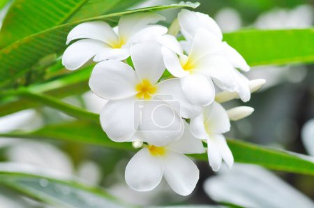 Foto de Frangipani, flor de frangipani o árbol de pagoda o flor blanca - Imagen libre de derechos