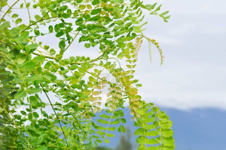 Photo for Sky , tree and mountain background or Senna siamea tree and mountain - Royalty Free Image