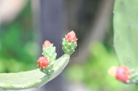 Téléchargez les photos : Opuntia cochenillifera, Opuntia ou cactus ou Opuntia fleur ou opuntia graines - en image libre de droit