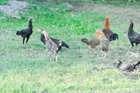 Téléchargez les photos : Poulet, poule et bite sur la ferme de poulet - en image libre de droit