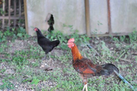 Téléchargez les photos : Poulet, poule et bite sur la ferme de poulet - en image libre de droit