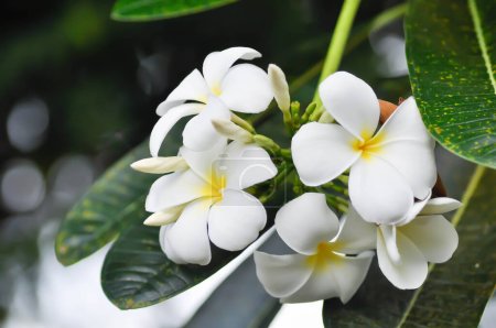 Foto de Frangipani, flor de frangipani o árbol de pagoda y flores blancas en el árbol - Imagen libre de derechos