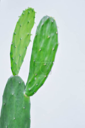 Téléchargez les photos : Opuntia cochenillifera, Opuntia ou cactus ou succulent - en image libre de droit
