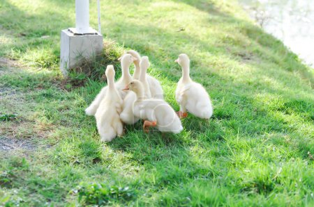 Téléchargez les photos : Canard ou canard, canard à la ferme - en image libre de droit