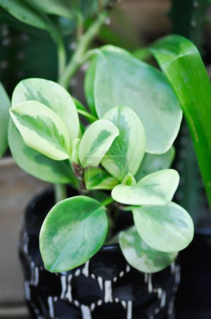 Téléchargez les photos : Peperomia obtusifolia, plante en caoutchouc pour bébé ou poivre ou plante PIPERACEAE - en image libre de droit