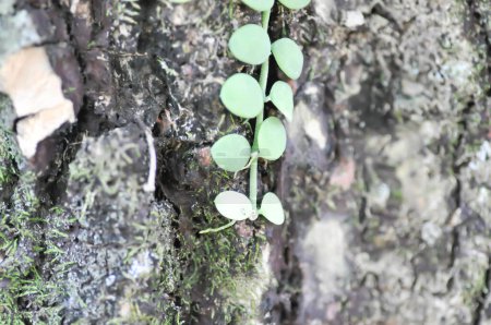 Téléchargez les photos : Dischidia nummularia Variegata, Dischidia nummularia Variegatege ou chaîne de nickel Plante ou Dischidia nummularia sur l'arbre - en image libre de droit