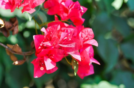 Foto de Bougainvillea o flor de papel, flor de papel rojo o flor roja - Imagen libre de derechos