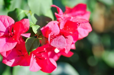 Foto de Bougainvillea o flor de papel, flor de papel rojo o flor roja - Imagen libre de derechos