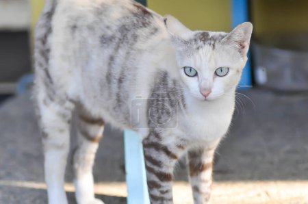 Photo for Cat or gray cat, Felis catus or Felis catus domestica or beige cat - Royalty Free Image