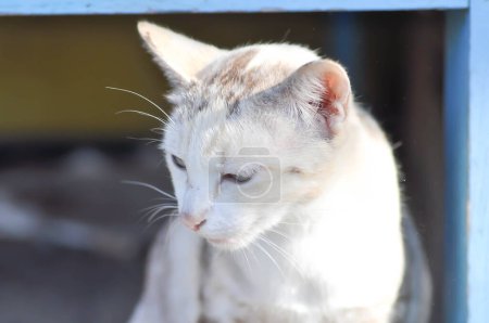 Téléchargez les photos : Chat ou chat gris, Felis catus ou Felis catus domestica ou chat beige - en image libre de droit