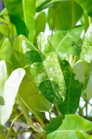 Téléchargez les photos : Philodendron Burle Marx Plante panachée, Philodendron ou ARACEAE ou bicolore - en image libre de droit