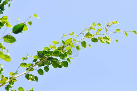 Téléchargez les photos : Ficus Xoina L, Moraceae ou Figue dorée ou Figue pleureuse et fond du ciel - en image libre de droit