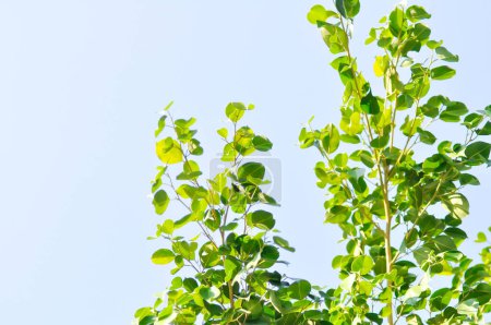 Téléchargez les photos : Ficus Xoina L, Moraceae ou Figue dorée ou Figue pleureuse et fond du ciel - en image libre de droit