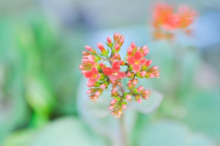 Photo for Kalanchoe blossfeldiana Poelln, Kalanchoe blossfeldiana or Flaming Katy or Kalanchoe or CRASSULACEAE or red flower - Royalty Free Image