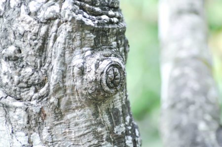 Téléchargez les photos : Écorce d'arbre, tige ou vieil arbre en fond flou - en image libre de droit