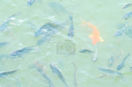 Photo for Nile Tilapi and carp fish - Royalty Free Image