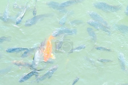 Photo for Nile Tilapi and carp fish - Royalty Free Image