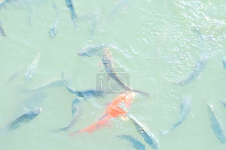 Photo for Nile Tilapi and gold fish in the pond - Royalty Free Image